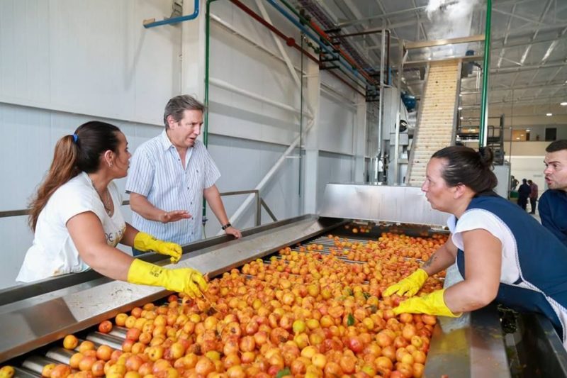 Pulpera estatal mendocina procesa más de 1,5 millón de kilos de fruta