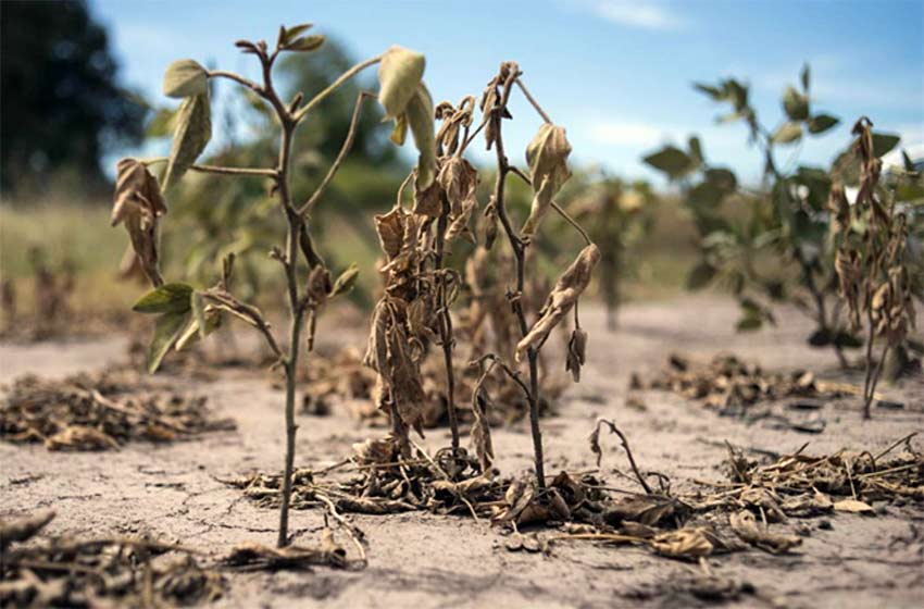 La sequía ya impacta en la canasta básica alimentaria