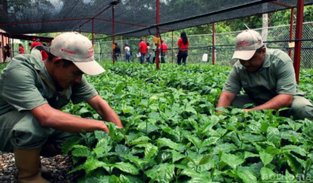 agroindustria seguridad alimentaria