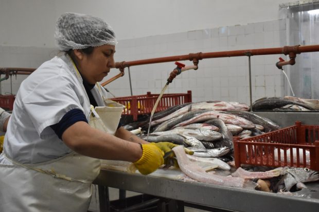 cooperativa de pesca