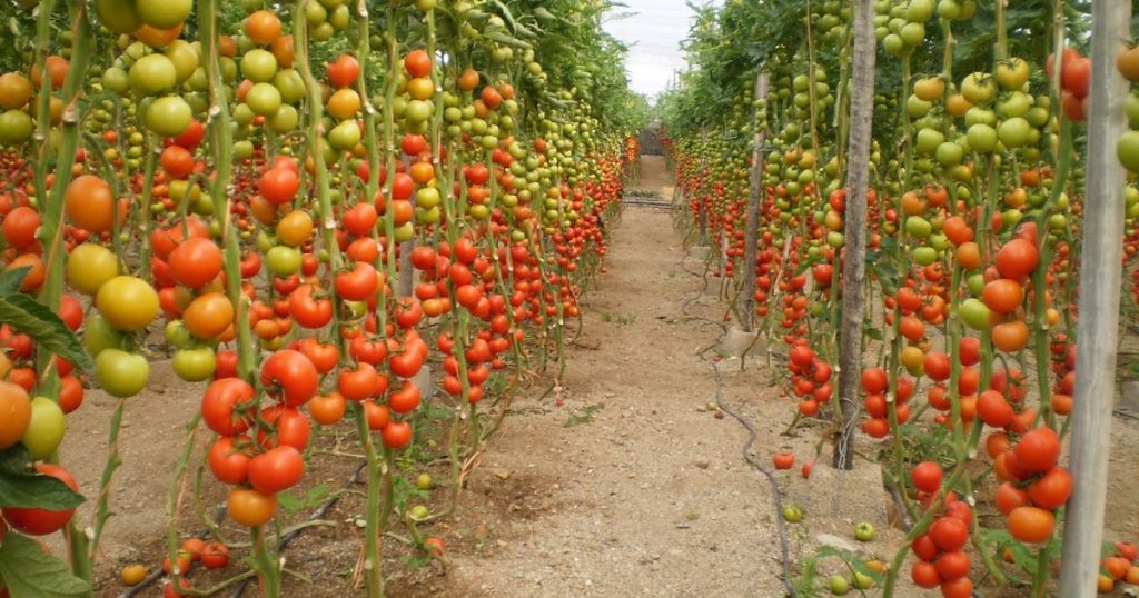 tomates arcor la campagnola