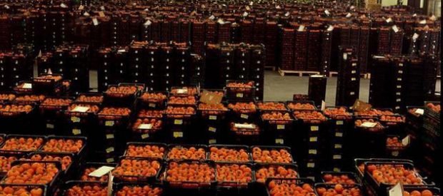 Alimenticias cuyanas advierten por alza de importaciones de tomate