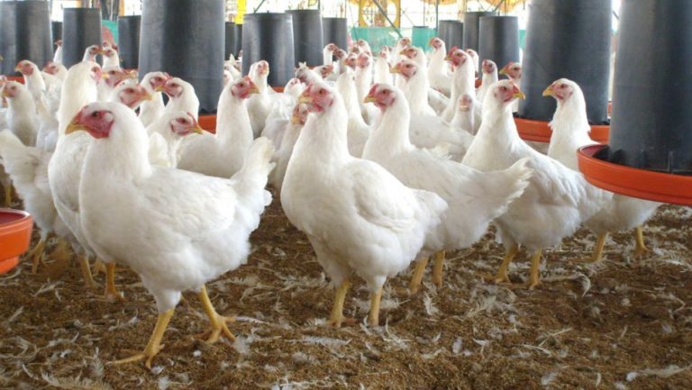 Pollos blancos en un galpón de crianza. Imagen de archivo de la actividad avícola.