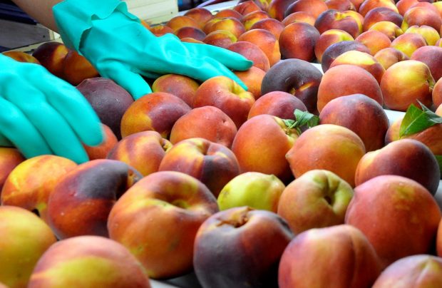 Temen  que suban los precios por la caída en la producción de durazno
