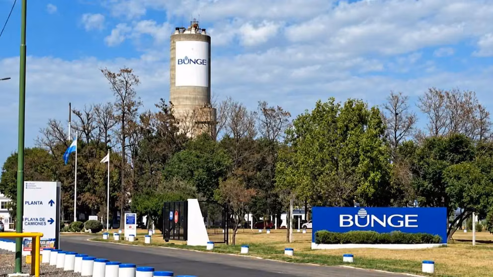 Bunge_planta