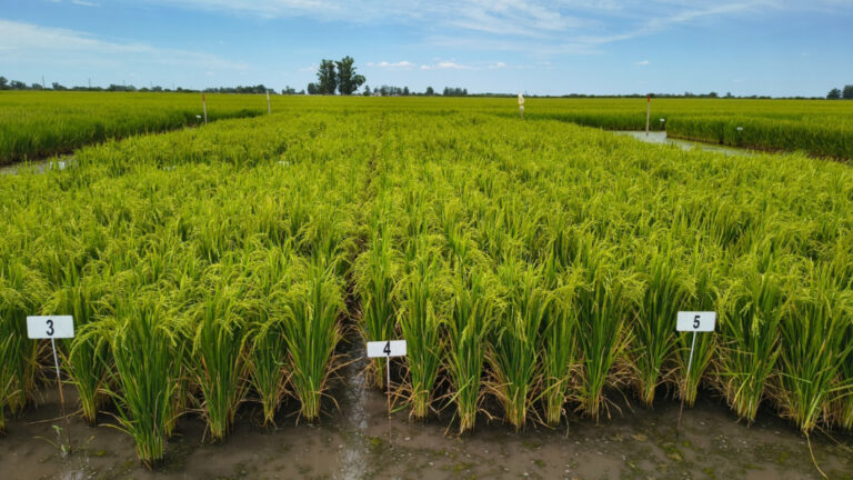 Parcelas de arroz inundadas, separadas por pasillos y señaladas con carteles numerados.