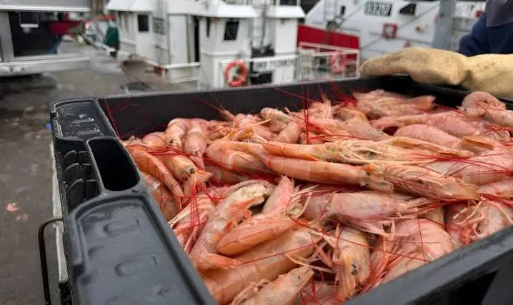 langostino