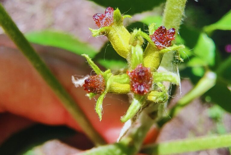 Detalle de flores de pecán en una rama.