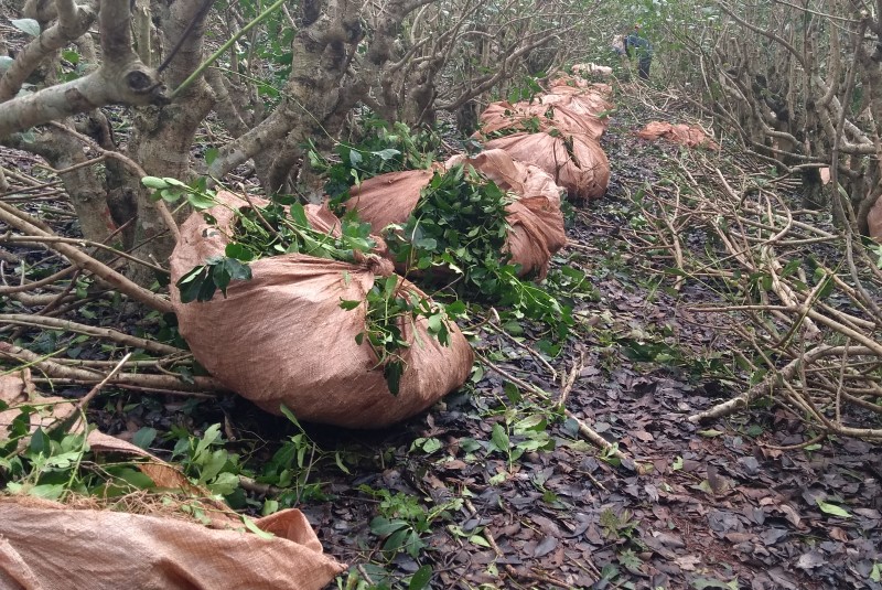 Bolsas abiertas con hojas de yerba mate cosechadas entre las plantas de un yerbal.